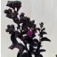 Kínai selyemmirtusz - Lagerstroemia 'Black Diamond 'Purely Purple'