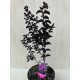 Kínai selyemmirtusz - Lagerstroemia 'Black Diamond 'Purely Purple'
