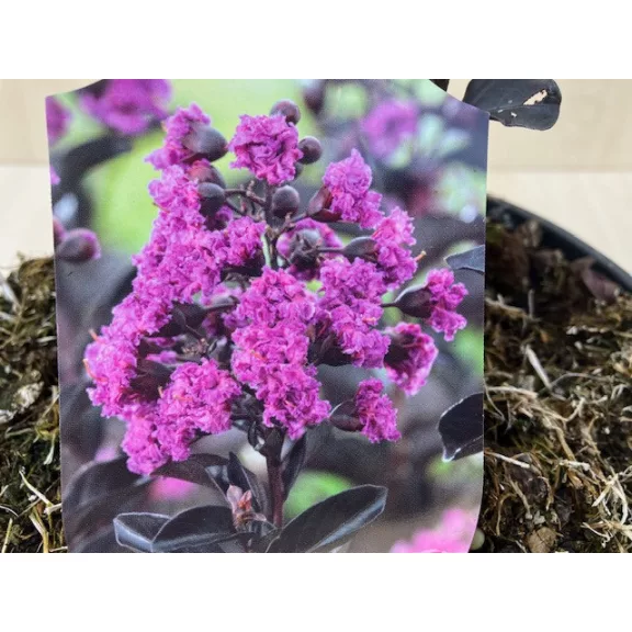 Kínai selyemmirtusz - Lagerstroemia 'Black Diamond 'Purely Purple'
