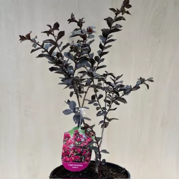   Kínai selyemmirtusz - Lagerstroemia 'Black Diamond 'Mystic Magenta'