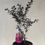 Kínai selyemmirtusz - Lagerstroemia 'Black Diamond 'Mystic Magenta'