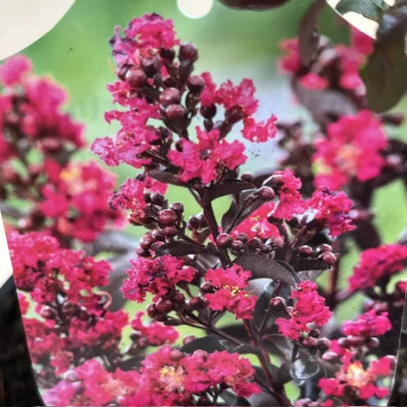 Kínai selyemmirtusz - Lagerstroemia 'Black Diamond 'Mystic Magenta'