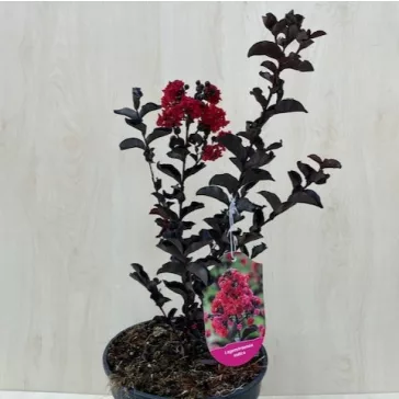   Kínai selyemmirtusz - Lagerstroemia 'Black Diamond Crimson Red'