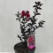 Kínai selyemmirtusz - Lagerstroemia 'Black Diamond Crimson Red'