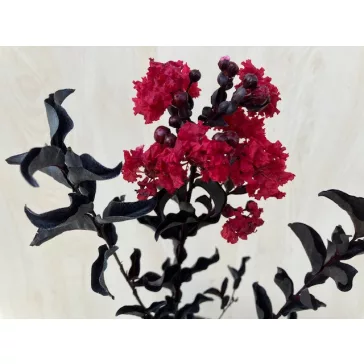   Kínai selyemmirtusz - Lagerstroemia 'Black Diamond Crimson Red'