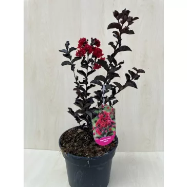   Kínai selyemmirtusz - Lagerstroemia 'Black Diamond Crimson Red'