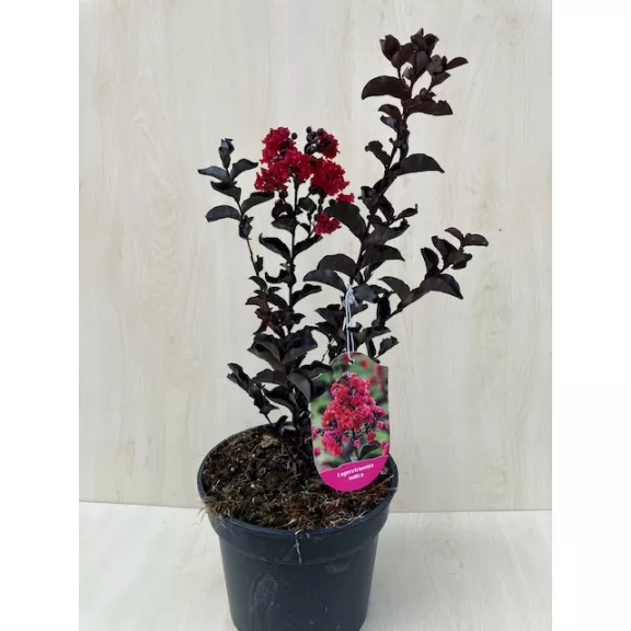 Kínai selyemmirtusz - Lagerstroemia 'Black Diamond Crimson Red'