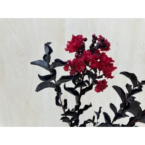 Kínai selyemmirtusz - Lagerstroemia 'Black Diamond Crimson Red'