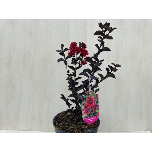 Kínai selyemmirtusz - Lagerstroemia 'Black Diamond Red Hot'