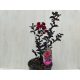 Kínai selyemmirtusz - Lagerstroemia 'Black Diamond Red Hot'