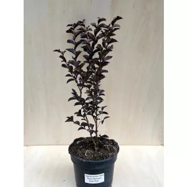   Kínai selyemmirtusz - Lagerstroemia 'Black Diamond 'Shell Pink'