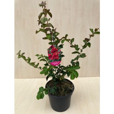   Kínai selyemmirtusz - Lagerstroemia indica 'Dynamite' 