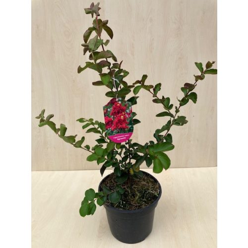 Kínai selyemmirtusz - Lagerstroemia indica 'Dynamite'