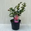 Kínai selyemmirtusz - Lagerstroemia indica 'Dynamite' 