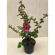 Kínai selyemmirtusz - Lagerstroemia indica 'Dynamite'