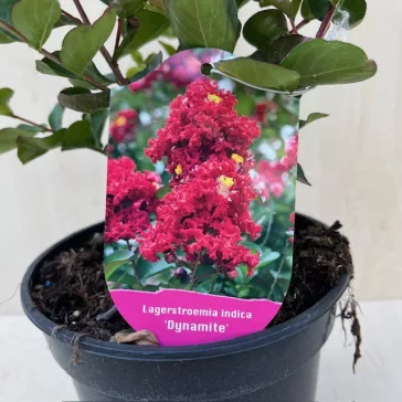   Kínai selyemmirtusz - Lagerstroemia indica 'Dynamite' 