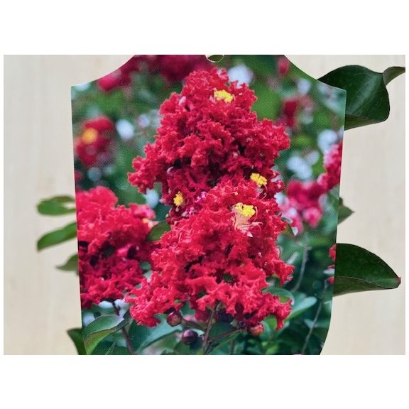 Kínai selyemmirtusz - Lagerstroemia indica 'Dynamite' 