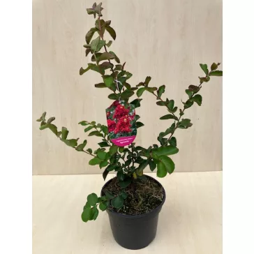   Kínai selyemmirtusz - Lagerstroemia indica 'Dynamite' 