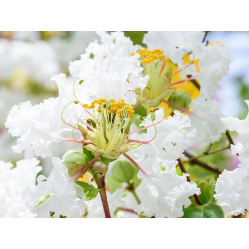 Törpe kínai selyemmirtusz - Lagerstroemia indica 'With Love Virgin'