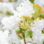 Törpe kínai selyemmirtusz - Lagerstroemia indica 'With Love Virgin'