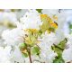 Törpe kínai selyemmirtusz - Lagerstroemia indica 'With Love Virgin'