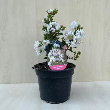   Törpe kínai selyemmirtusz - Lagerstroemia indica 'With Love Virgin'