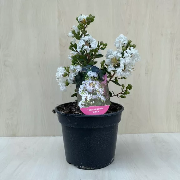 Törpe kínai selyemmirtusz - Lagerstroemia indica 'With Love Virgin'