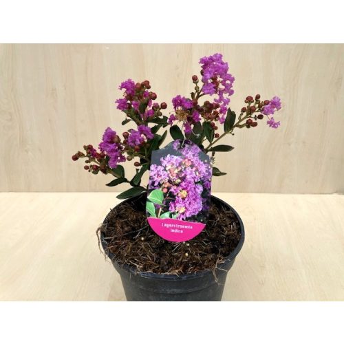 Törpe kínai selyemmirtusz - Lagerstroemia indica 'With Love Eternal'