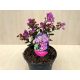 Törpe kínai selyemmirtusz - Lagerstroemia indica 'With Love Eternal'