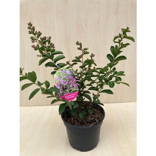 Kínai selyemmirtusz - Lagerstroemia indica 'Petite Orchid'