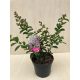 Kínai selyemmirtusz - Lagerstroemia indica 'Petite Orchid'