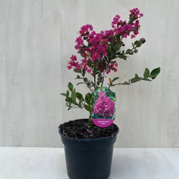   Törpe kínai selyemmirtusz - Lagerstroemia indica 'With Love Kiss'
