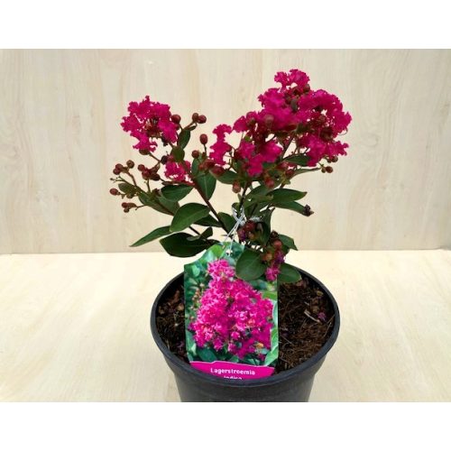 Törpe kínai selyemmirtusz - Lagerstroemia indica 'With Love Kiss'