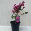Törpe kínai selyemmirtusz - Lagerstroemia indica 'With Love Kiss'
