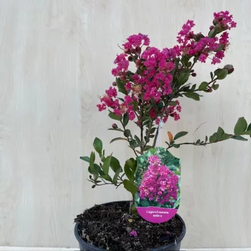   Törpe kínai selyemmirtusz - Lagerstroemia indica 'With Love Kiss'