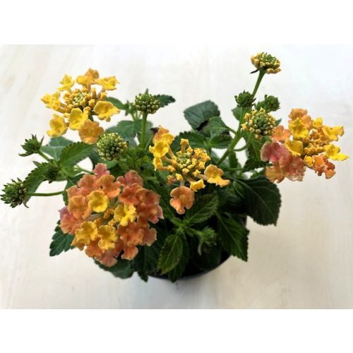 Sétányrózsa - Lantana Camara 'Pink Sky'