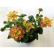 Sétányrózsa - Lantana Camara 'Pink Sky'