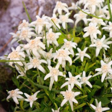 Havasi gyopár - Leontopodium alpinum 'Zugspitze'