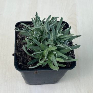 Havasi gyopár - Leontopodium alpinum 'Zugspitze'