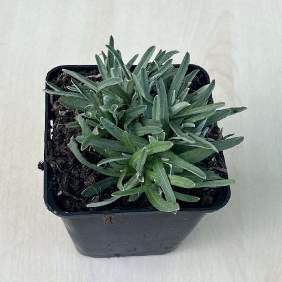 Havasi gyopár - Leontopodium alpinum 'Zugspitze'