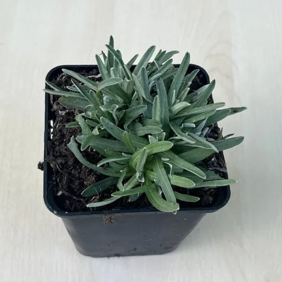 Havasi gyopár - Leontopodium alpinum 'Zugspitze' Havasi gyopár - Leontopodium alpinum 'Zugspitze'