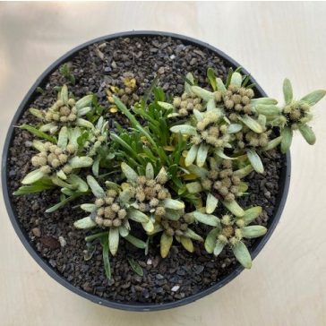 Havasi gyopár - Leontopodium alpinum 'Zugspitze'