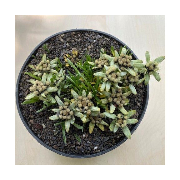 Havasi gyopár - Leontopodium alpinum 'Zugspitze'