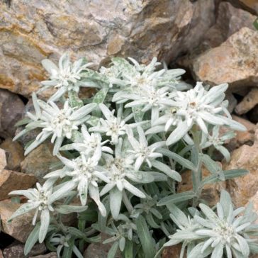 Havasi gyopár - Leontopodium alpinum