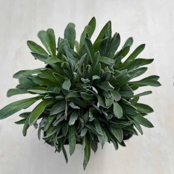 Havasi gyopár - Leontopodium alpinum