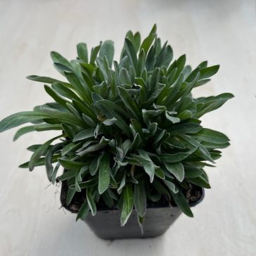 Havasi gyopár - Leontopodium alpinum