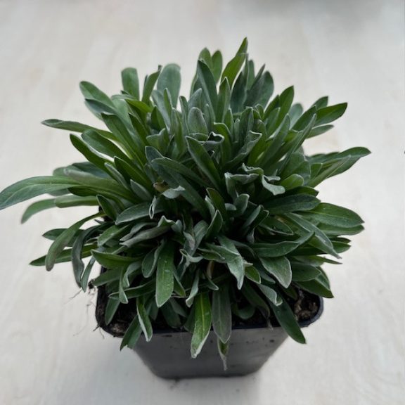 Havasi gyopár - Leontopodium alpinum