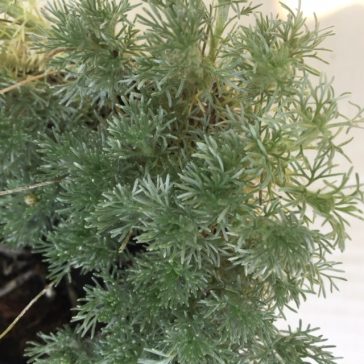 Leptinella (Cotula) hispida