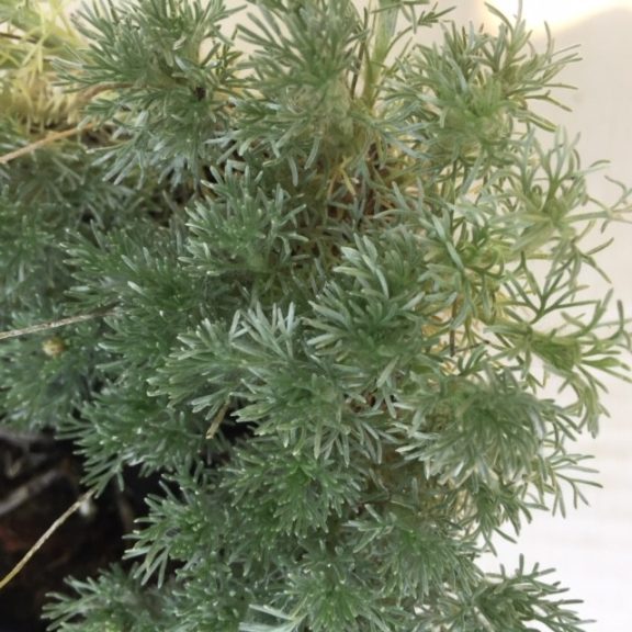 Leptinella (Cotula) hispida