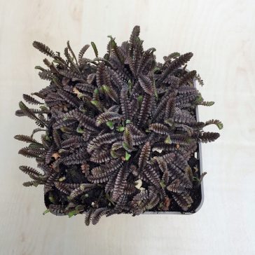 Barna lúgvirág 'Platt's Black'